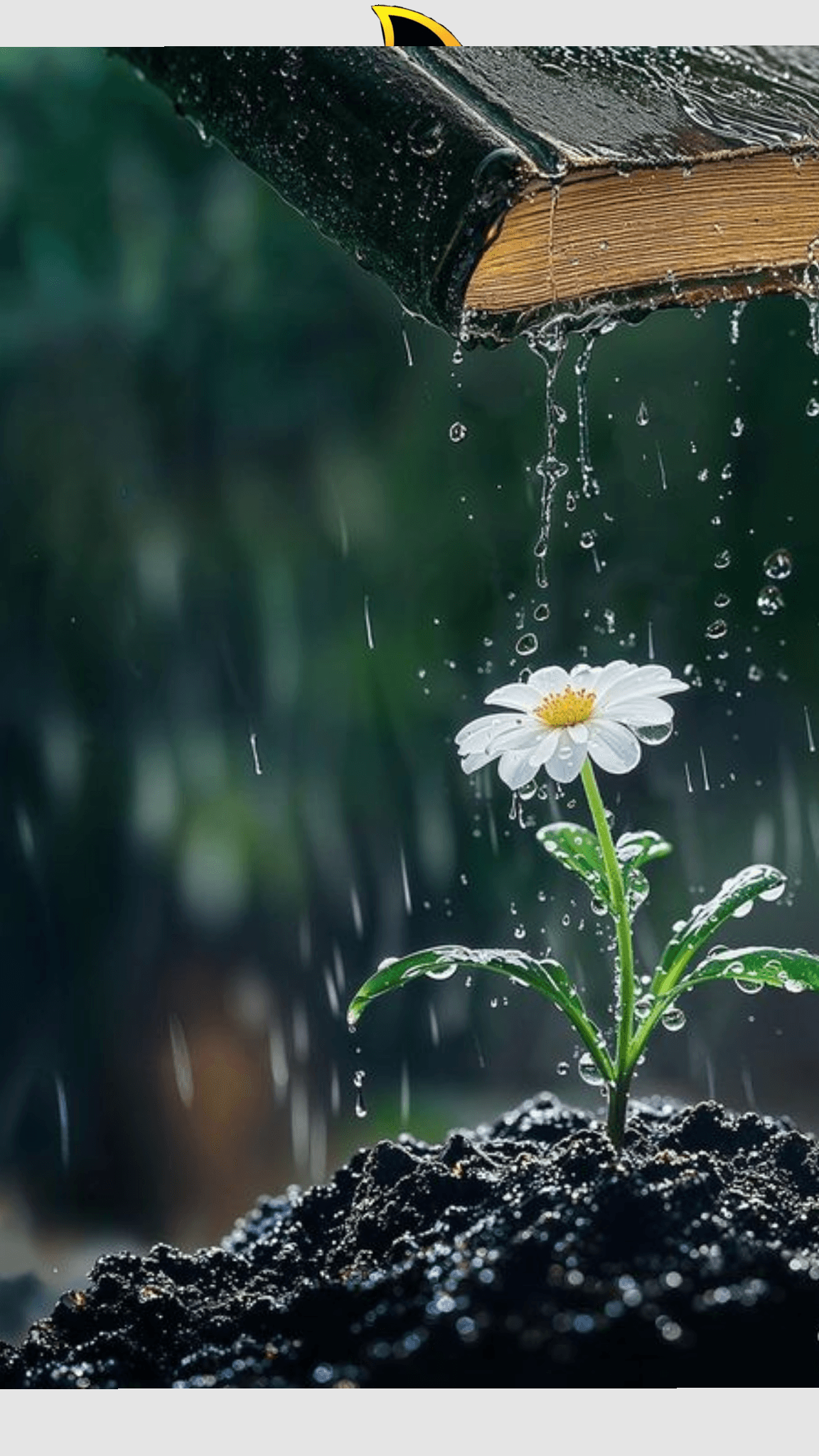 Tình yêu là một người thầy